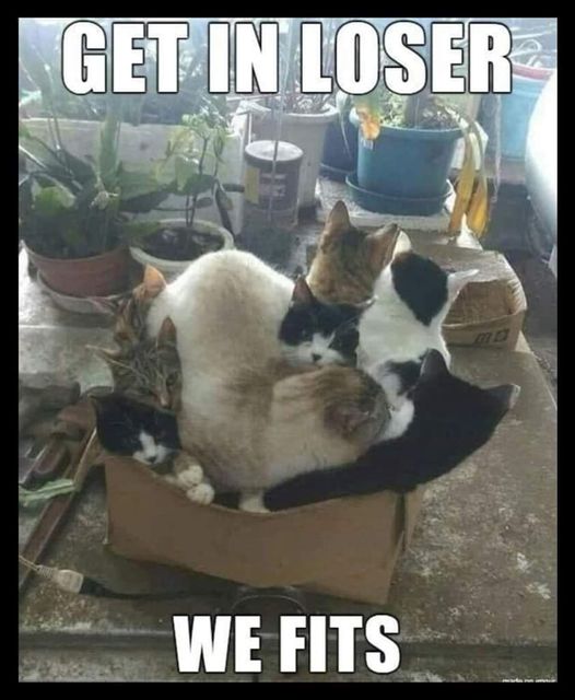 CatBoxFits.jpg.fe99dc9e6ed99759210d9ab39ac66ab4.jpg