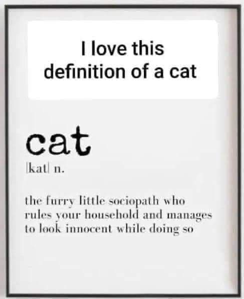 CatDefinition.jpg.675184c23c3b72695d68efc5ff49c0a7.jpg
