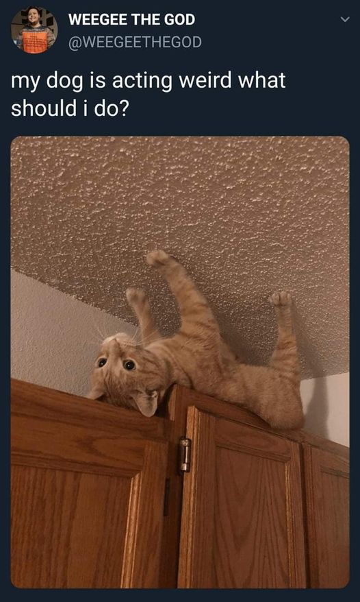 CatGlasses.jpg.7a056bfbca43a59a18b46f307a431ad7.jpg