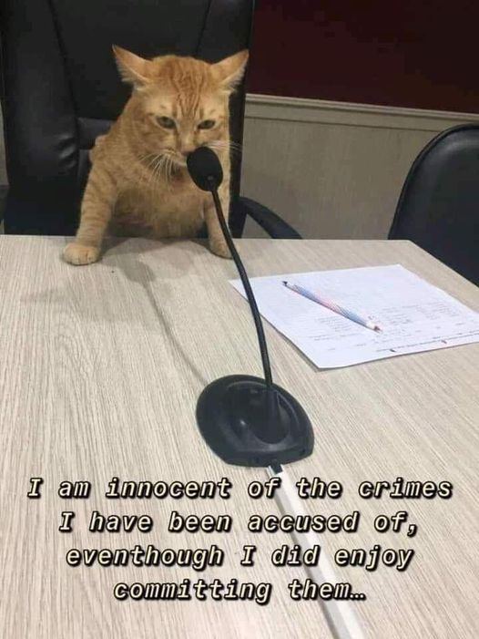 CatInnocent.jpg.8dd2ba8e7535b60b334b5eb8a9db1d3e.jpg
