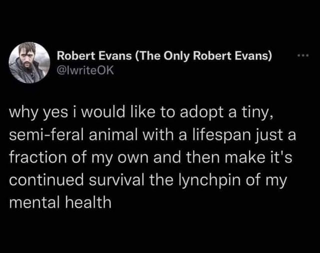 CatMentalHealth.jpg.5f9b8926fabaf4a51624dbb8808a223f.jpg