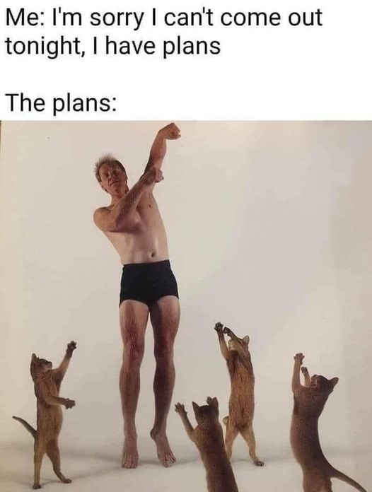 CatPlans.jpg.99c81eacc02660576730970fac4f074b.jpg