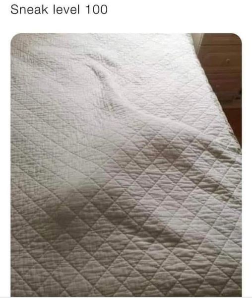 CatSneak100.jpg.9f1ef4e03961402139c7deb1f1fce0f2.jpg