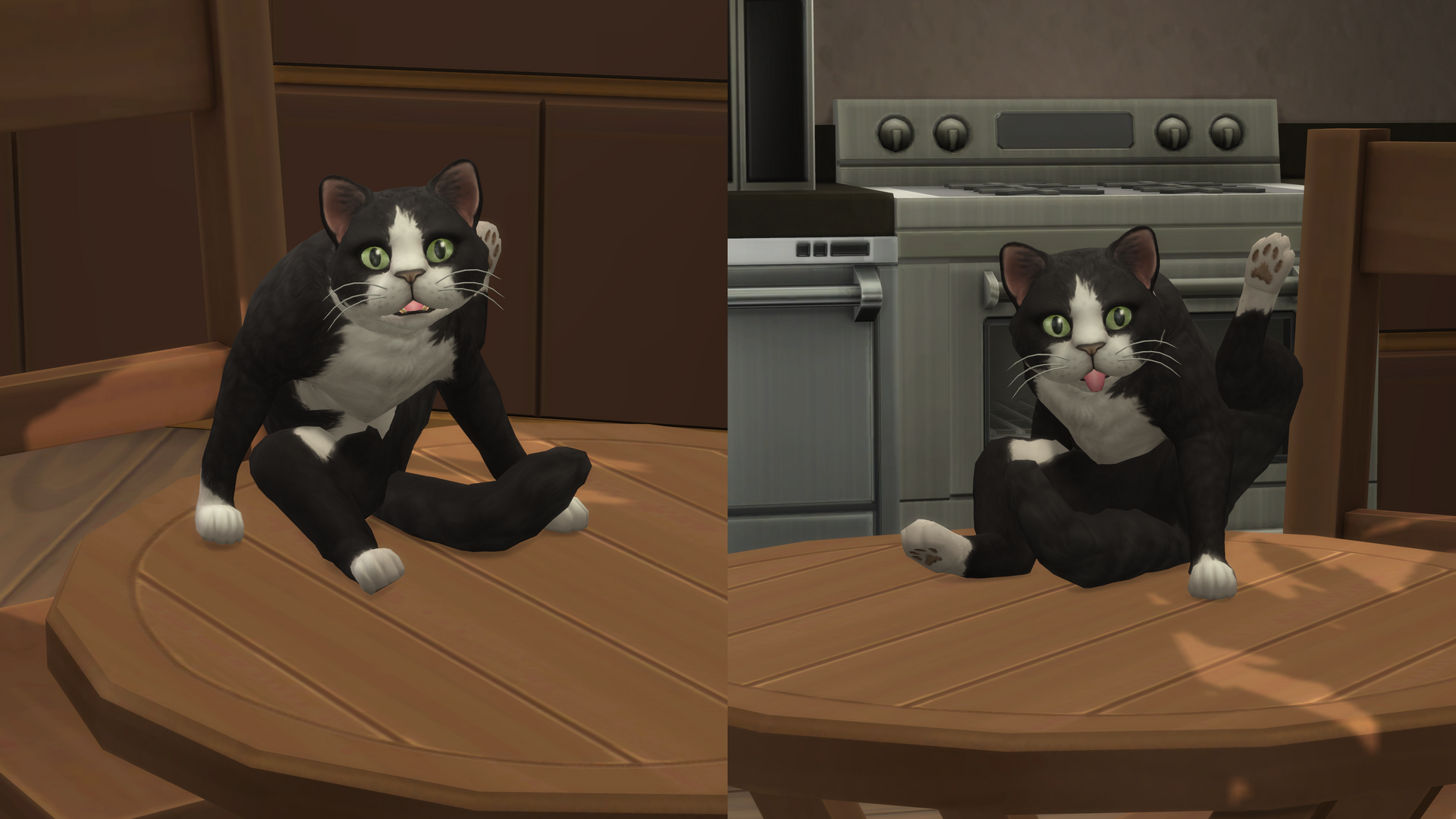 OttoBeingACat.thumb.png.abc3e5820f3038a6b03f09fabc8ef884.png