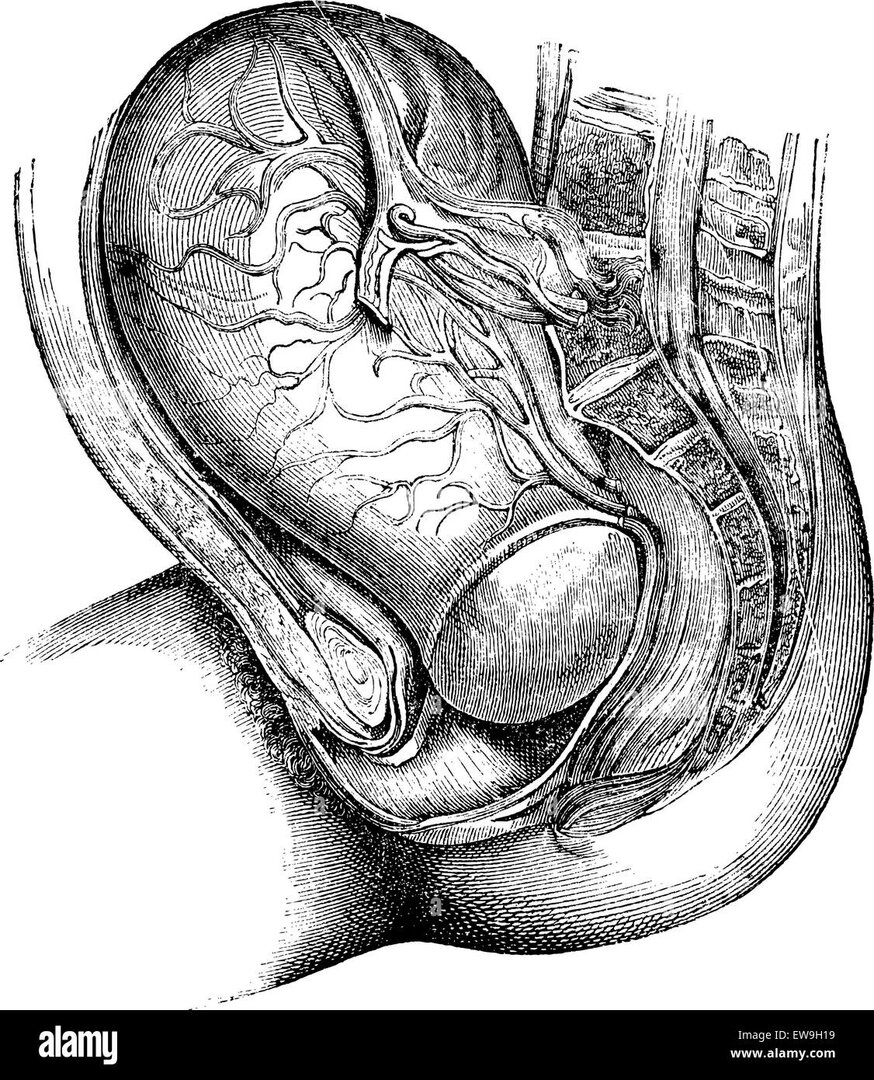 anat3.jpg