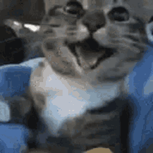 happy-cat.gif.a51d8fd500e4a2cbab15c016bfa1373b.gif