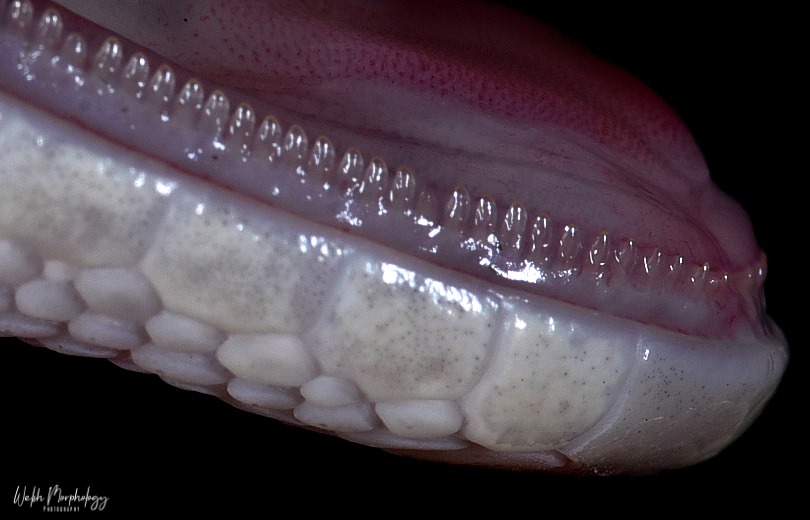 leopard_gecko_teeth.jpg.72a5736d62f2b3dbb6959f902cc70575.jpg