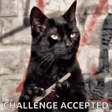 waiting-cat-filing-nail.gif.73694c5ed77a2308ac807714e833e4b5.gif