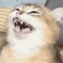 caca-cat-smile.gif.96b149099cae45b1d680815c72315d0d.gif