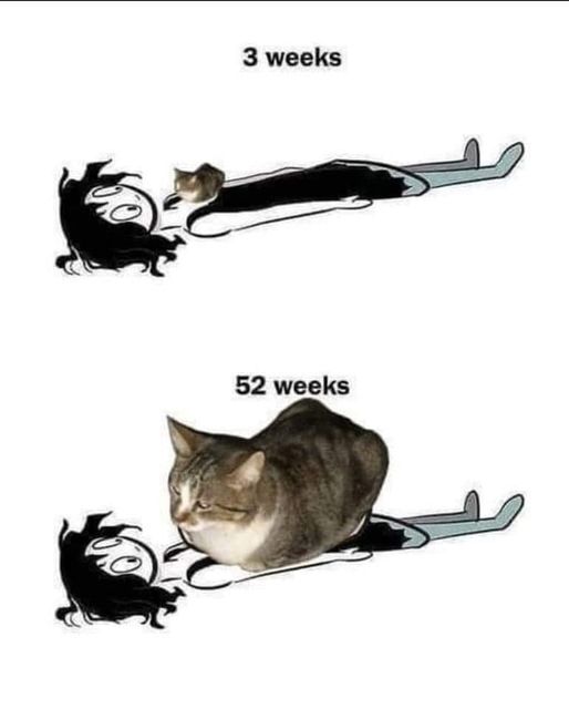 Cat3Wks52Wks.jpg.97d68ca3e169b779d363ad4b6574ba30.jpg