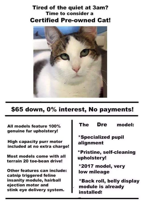 CatAdvertizement.jpg.182766f63c207d329c4774a269b7eef2.jpg