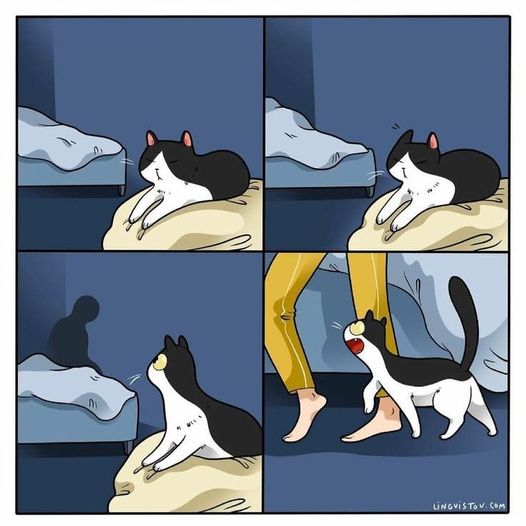 CatMotionDetector.jpg.b885bd8e027d24ec4e49bdea5c6d05cc.jpg