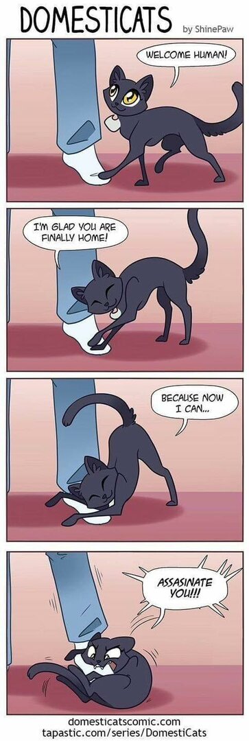 CatFinallyHomeAssassination.thumb.jpg.c1b9bbe62bc587e3a69968fbb2a19305.jpg