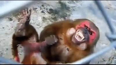 NncNjr.gif.d6e35696997960e8fd38bf88ec7470b2.gif