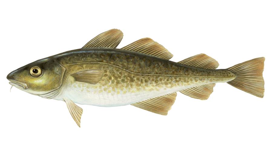 cod.jpg.6892fe7e441f077c24b2e1e7c132d433.jpg