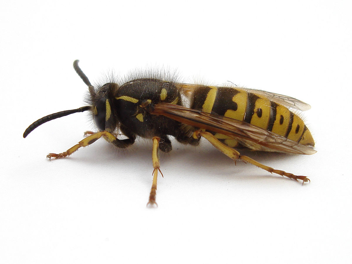 1200px-1_wasp_2007-04-25.jpg.813b81415d413a4ba3d21a08cb95b3dc.jpg