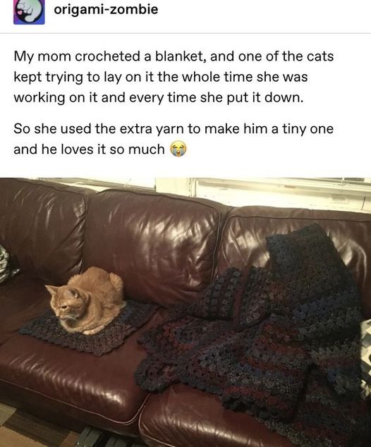 CatBlanket.jpg.d33a8e3f20f214aabfffd1282be05298.jpg