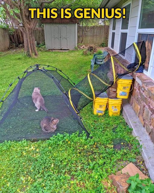 CatRoom.jpg.4b5b652b53b8a21868c423eb7603b74e.jpg