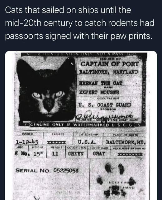 CatsOnShips.jpg.4683cc1ca27837394a52f52a558623de.jpg