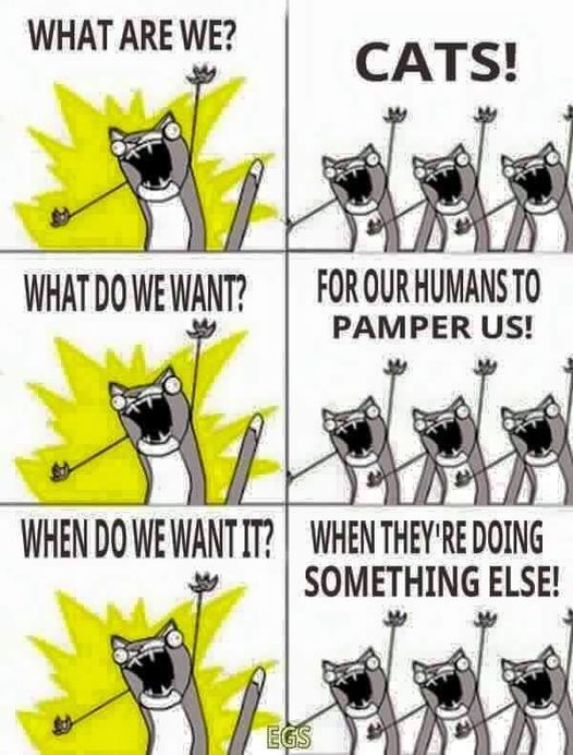 CatsWantPampering.jpg.3c4d678b5fcca8920940716652cfb6b3.jpg