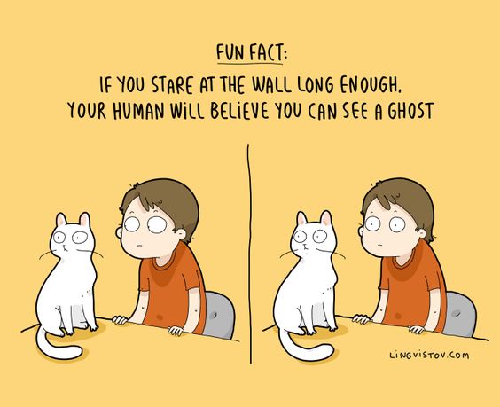 CatStareAtWall.jpg.8ad949013aa82dfe299b14f53e86c5d1.jpg