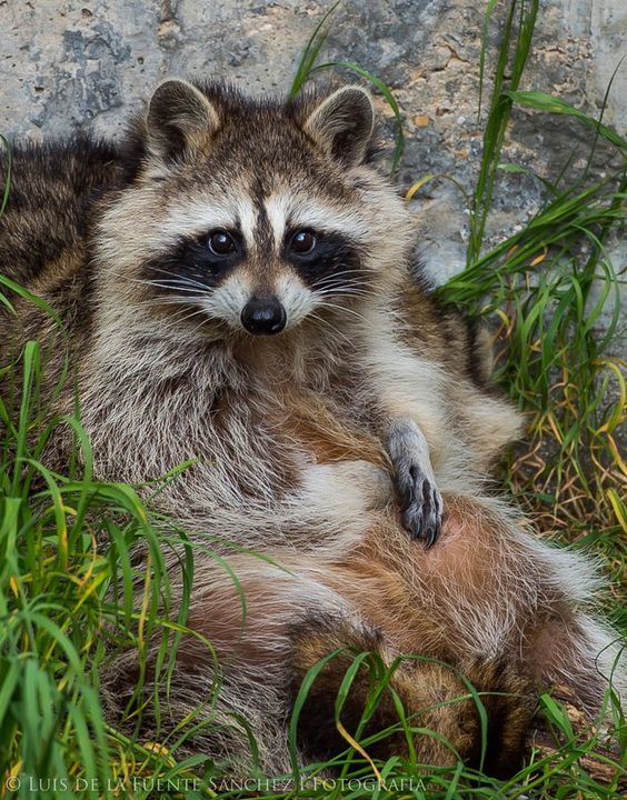 raccoon.jpg.6868c432fa857e8b0adabf556c840182.jpg