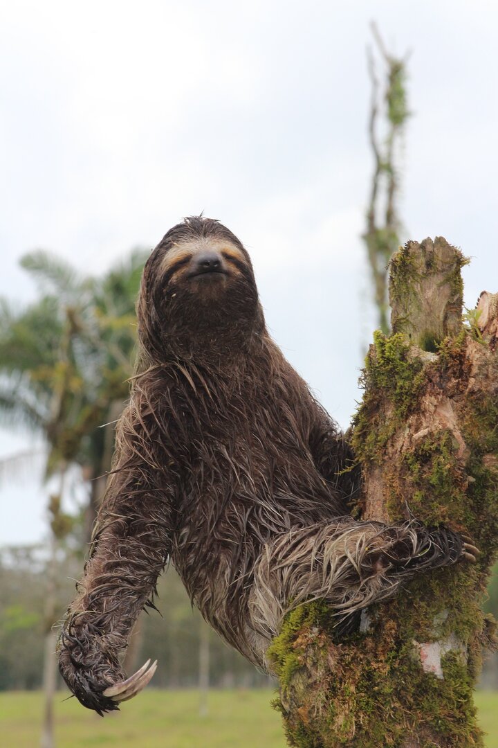sloth-ga140e416b_1920.jpg