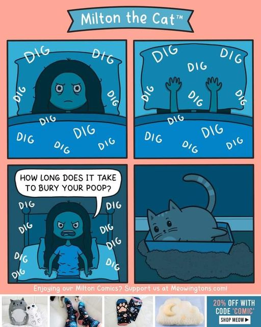CatBuryPoop.jpg.29870538c620ed1486d2c862957c985b.jpg