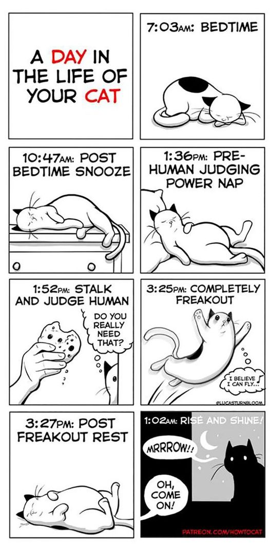 CatDaySchedule.jpg.840811110f2ac5fe14965ed46dbf7fe4.jpg