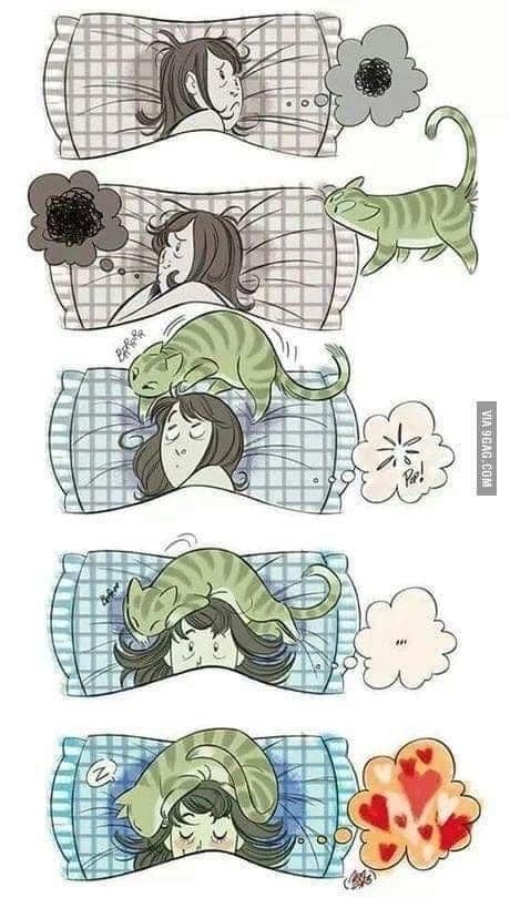 CatGetsRidofGrumpies.jpg.5110546f5d8645a920f7d1513017c7a8.jpg
