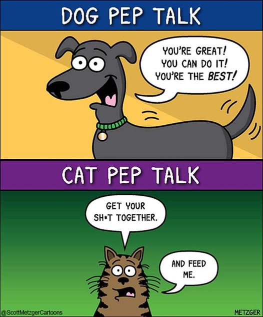 CatPetPepTalk.jpg.427aefd300a3a286cdf9b8d0a78150e9.jpg