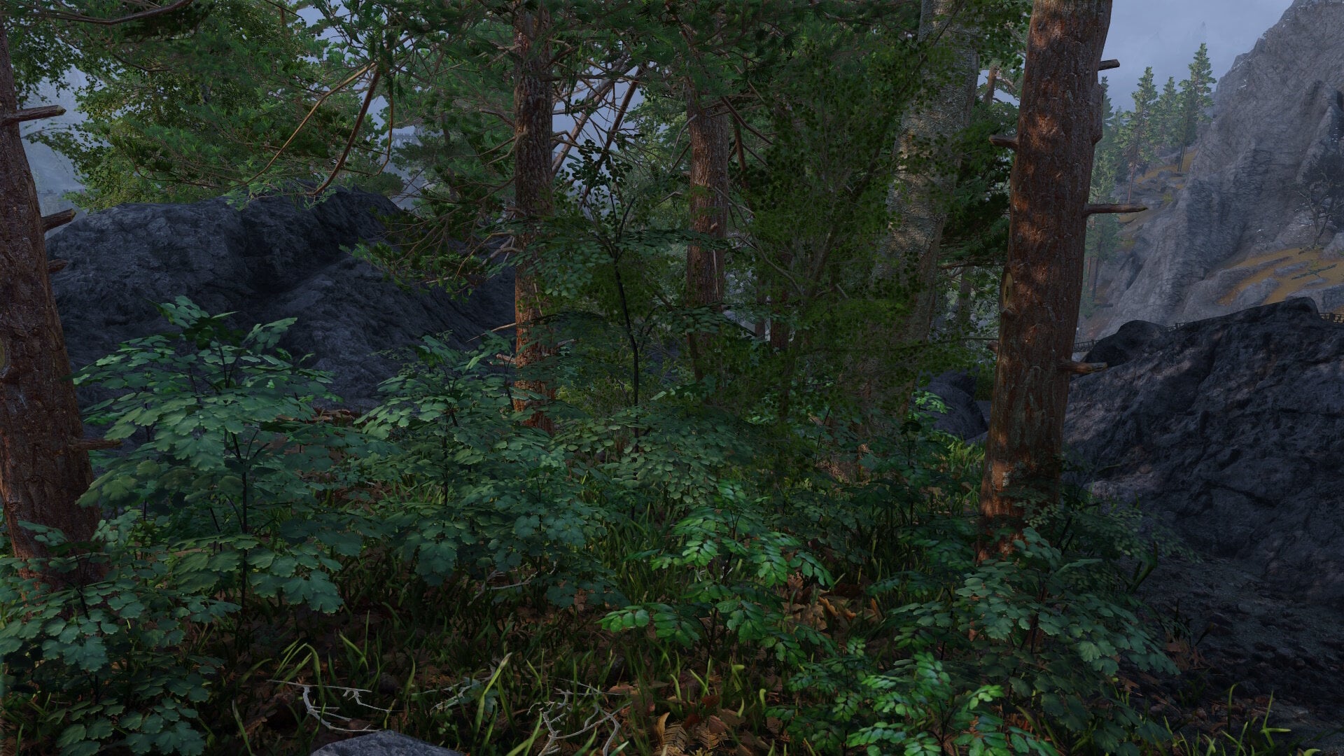 Wilderness13.jpg.1fc7a0a2d16216599399edfa937e9031.jpg