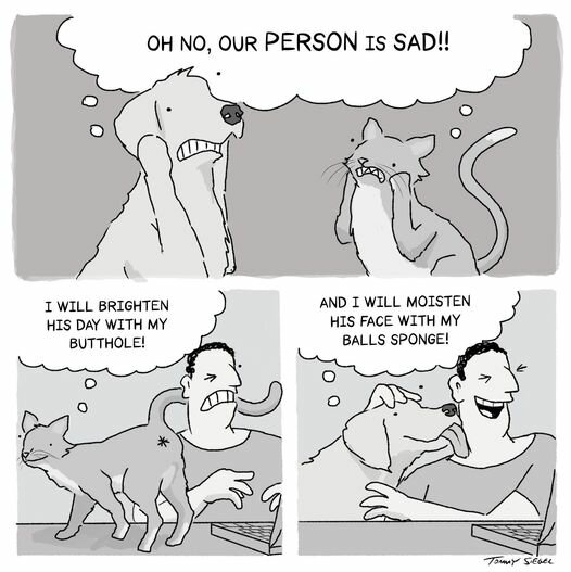 CatOurPersonIsSad.jpg.baf7fb81ec28f03813caeb59927bf14f.jpg