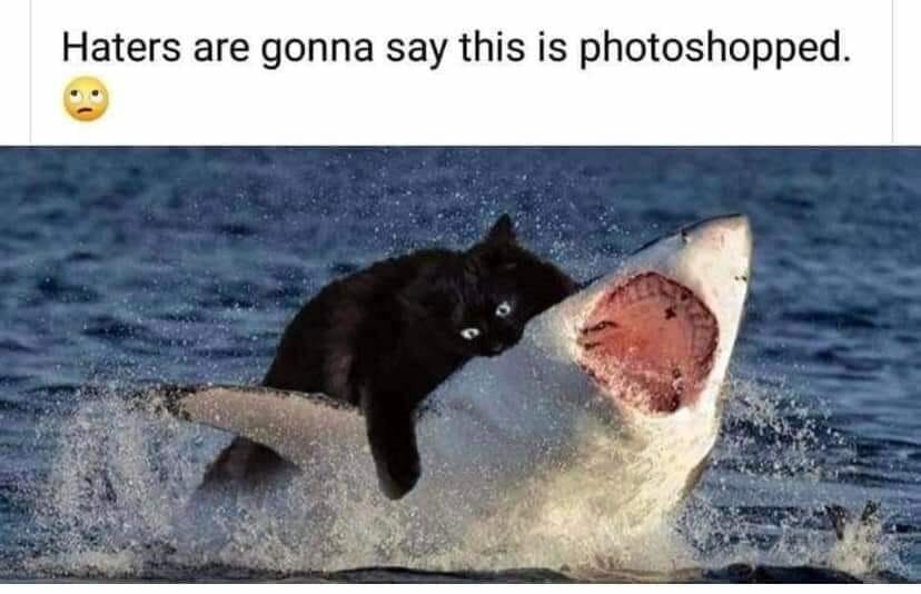 CatPhotoshopped.jpg.ac4742e2f6575a9b7c005724237a48b8.jpg