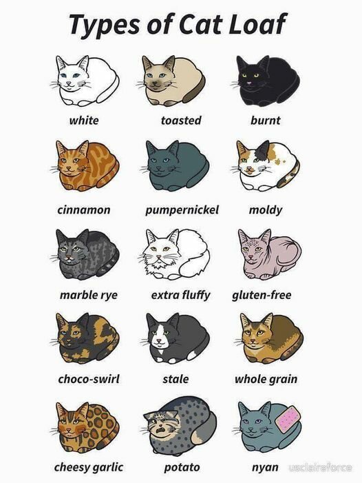CatLoafTypes.jpg.10237f462e446aeead7debdcf7d42a8f.jpg