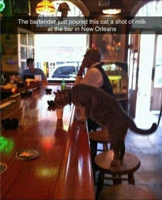 CatShotofMilk.jpg.492f89c11ddf39c38b6c70ec7ce076df.jpg