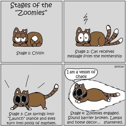 CatZoomies.jpg.acc94ed6f3b8f7a47eabd44c3d237de3.jpg