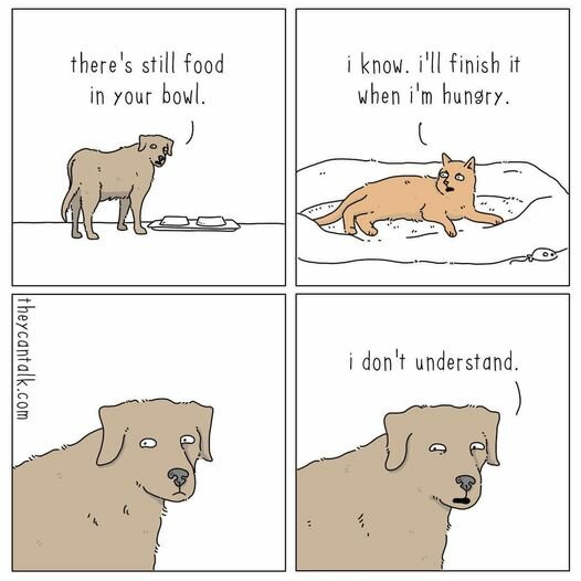LLCatDog.jpg.e149499543872028b2c5d825e9d3cb35.jpg