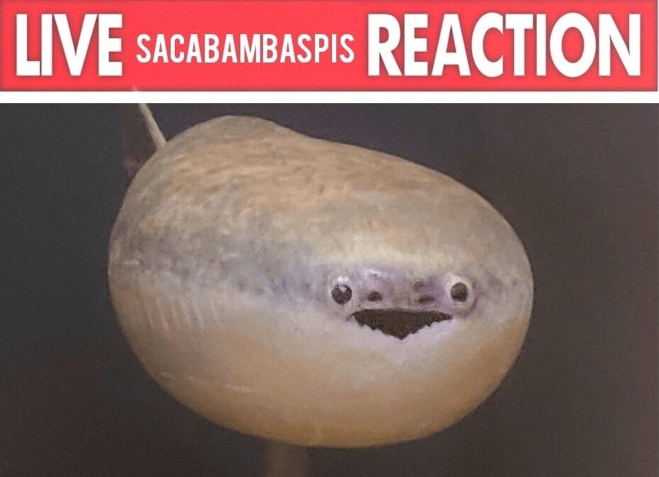 image.jpeg.ef3f8ca9e36e0551fd648afc784423ac.jpeg