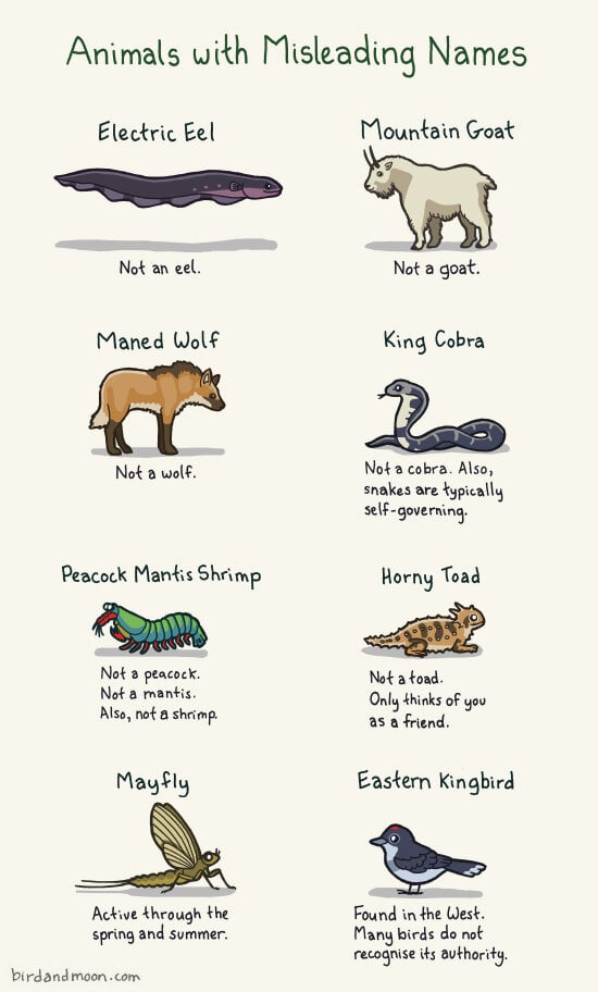 AnimalsWithMisleadingNames.jpg.d915b97b3f7cfb0e170ebc19859b7de6.jpg