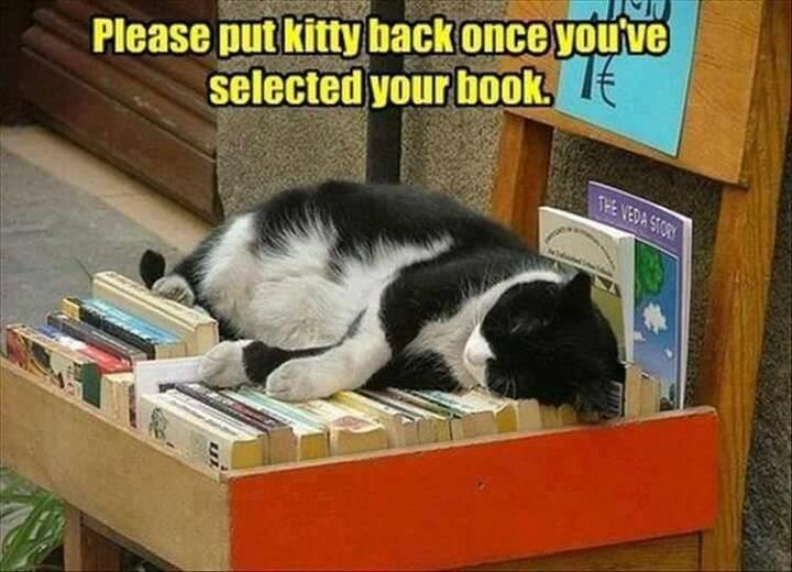 CatBooks.jpg.5d2582e2a33c83e4dcc3811358949b17.jpg