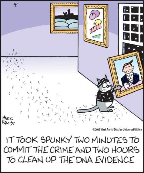 CatCrime.jpg.bd8be37a74fcdcd439889d4203de5070.jpg