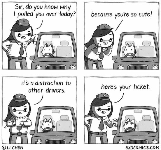 CatDistraction.jpg.6602a39ec0d182eb6f5c248126cb73ba.jpg