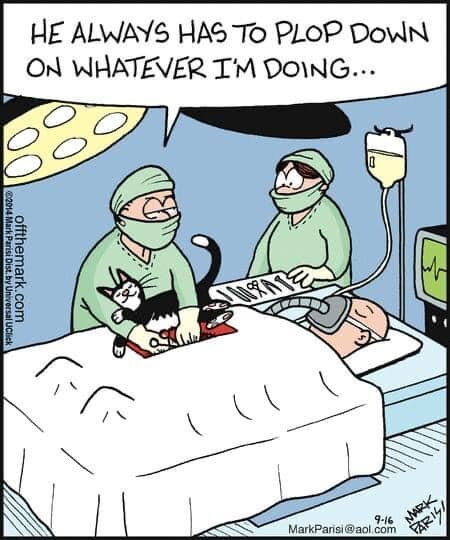 CatSurgeon.jpg.d233eb4dad74cc638408a21176867421.jpg