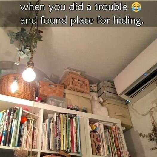 CatTrouble.jpg.b3008187712ecb041f2d5505c74cf11e.jpg