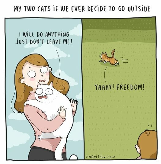 CatsOutside.jpg.b5e6c852f6bae2deadc2f85ac15e9ed0.jpg