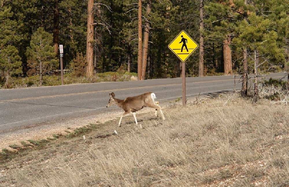 Article-Image-HilariousSigns-Human-Crossing-min.jpeg.57814dc4742be18a4ee9de761b1a0e77.jpeg