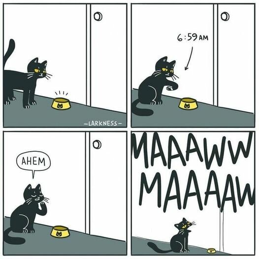 CatBreakfast.jpg.f7ce18fe8f0dcef34b4d7e2b4fe5096a.jpg