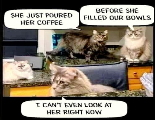 CatCoffeeBeforeBowls.jpg.b9d61f2eb1c2f1039e28720cd035ab04.jpg