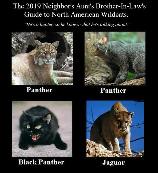 CatHuntingGuide.jpg.d8da370524423e0dbe42e2d5a1851cb2.jpg